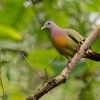 Holub papousci - Treron vernans - Pink-necked Green-Pigeon o9957